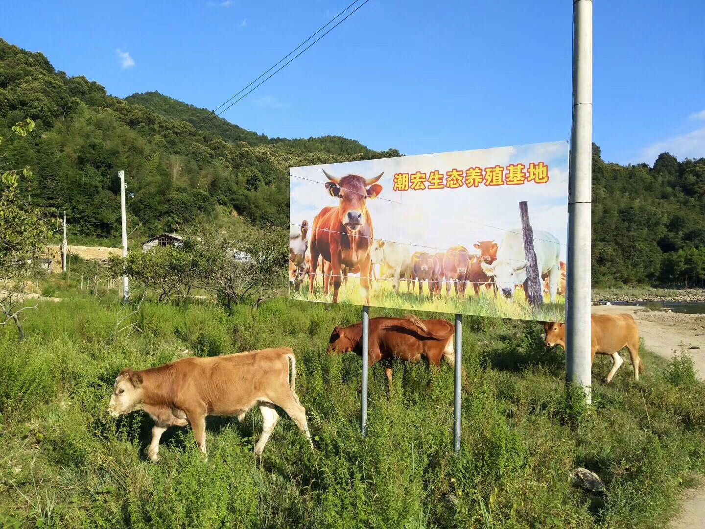 潮宏牛肉